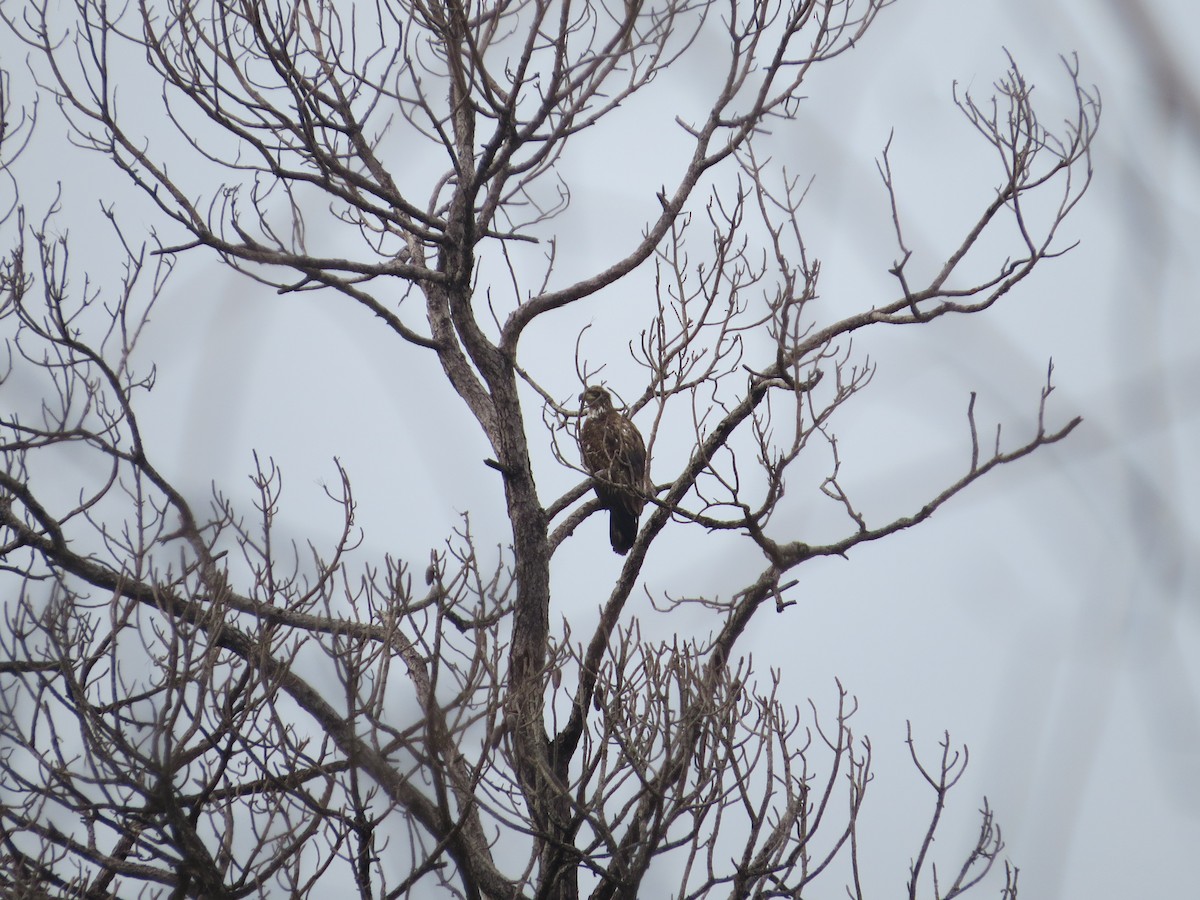 Bald Eagle - ML646591962
