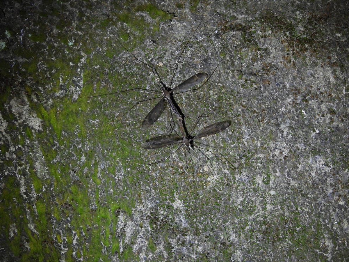 Animals - ML646591963