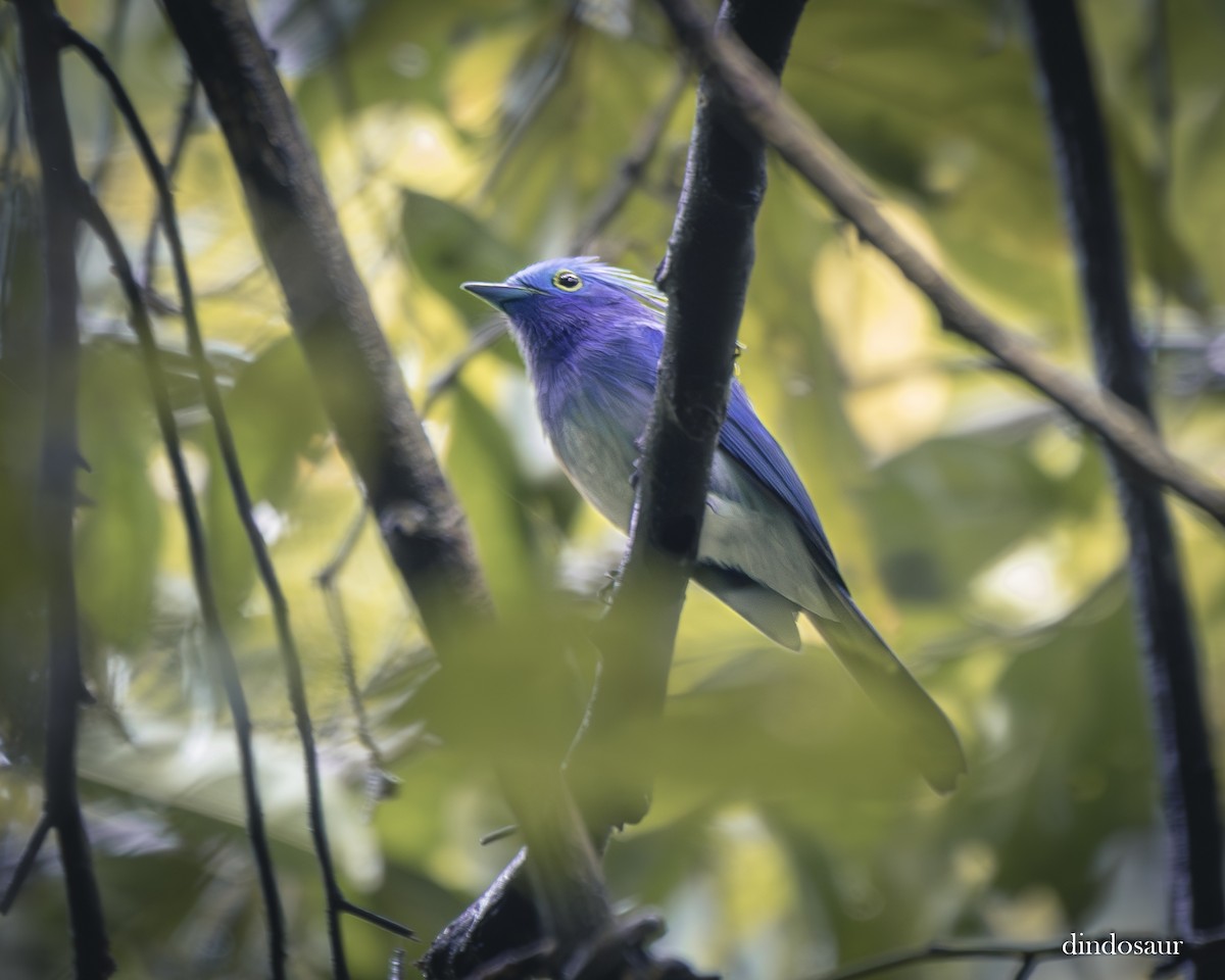 エボシフジイロヒタキ - ML646591964