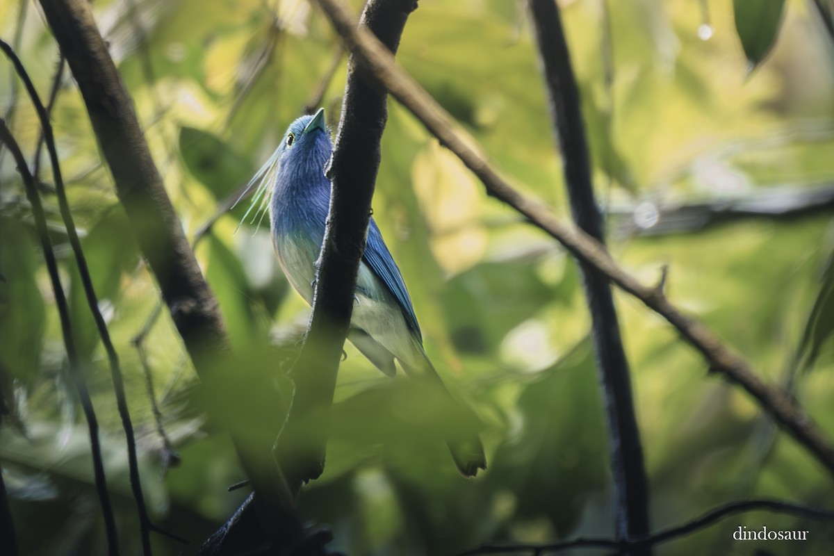 エボシフジイロヒタキ - ML646591965