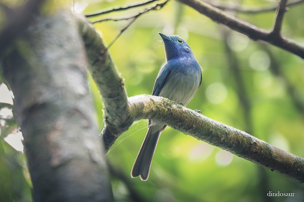 エボシフジイロヒタキ - ML646591966