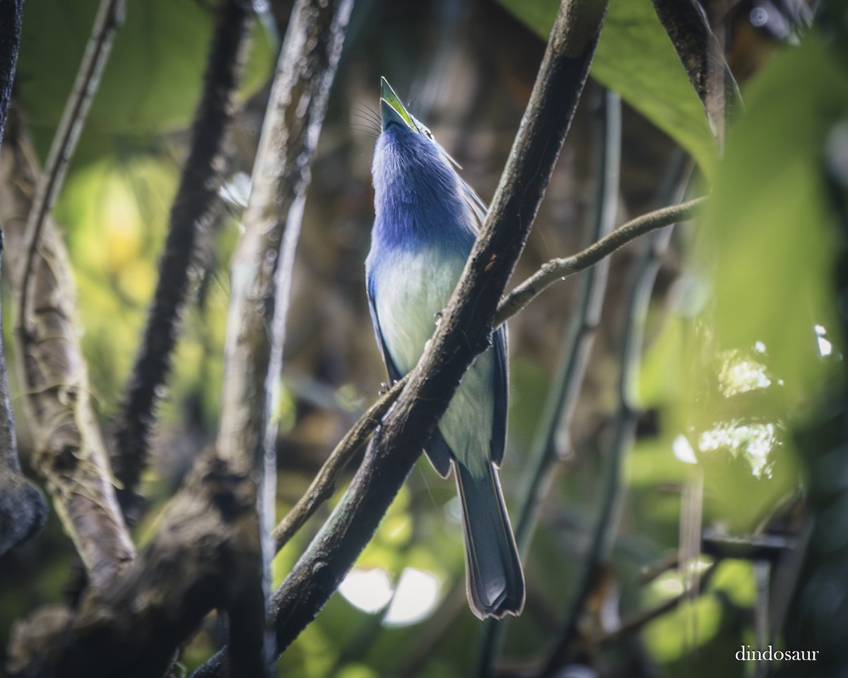 エボシフジイロヒタキ - ML646591968