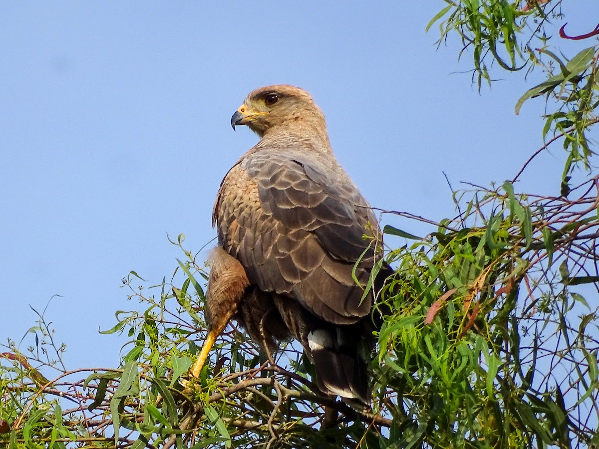 káně savanová - ML646591969