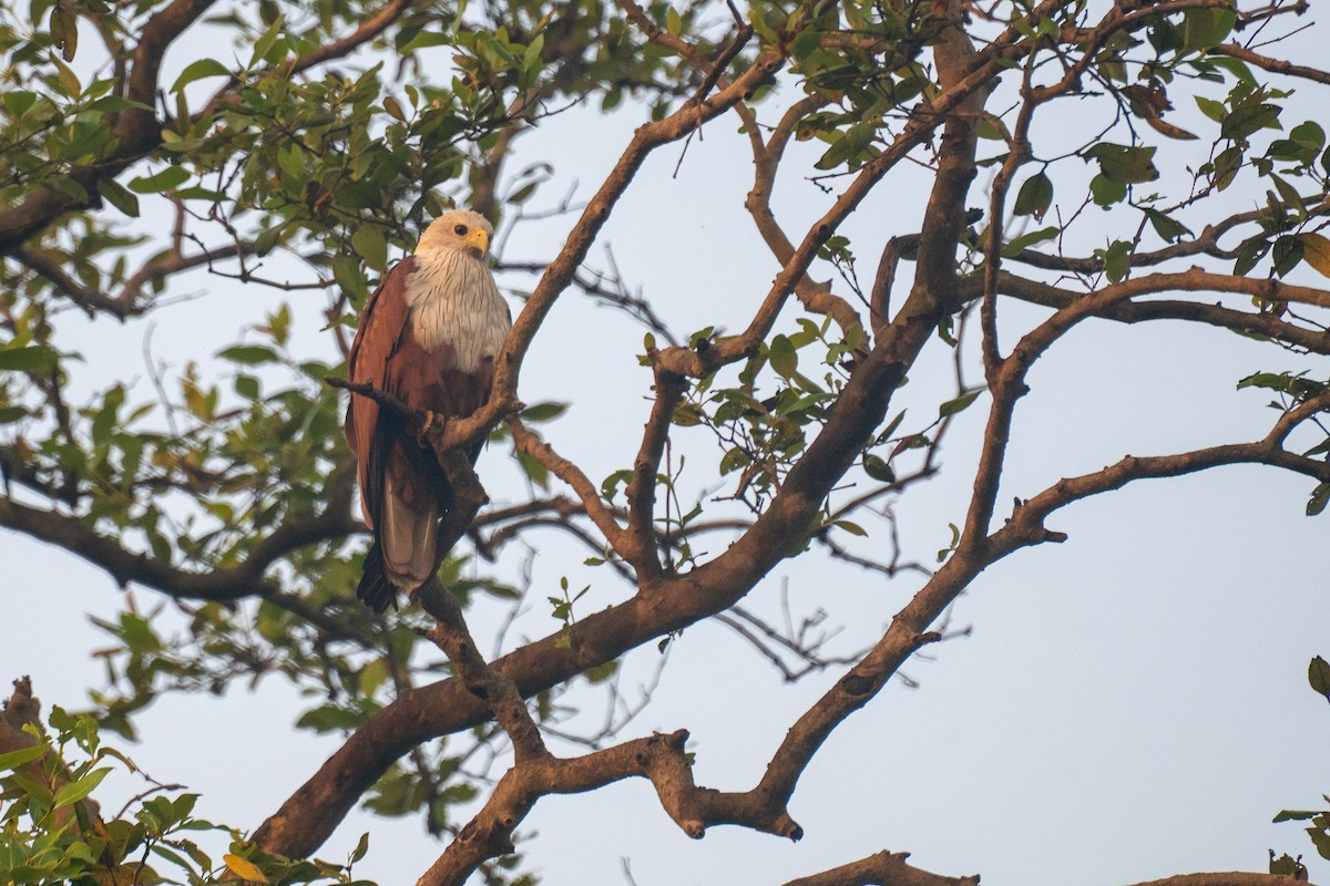 Brahminy Kite - ML646591971