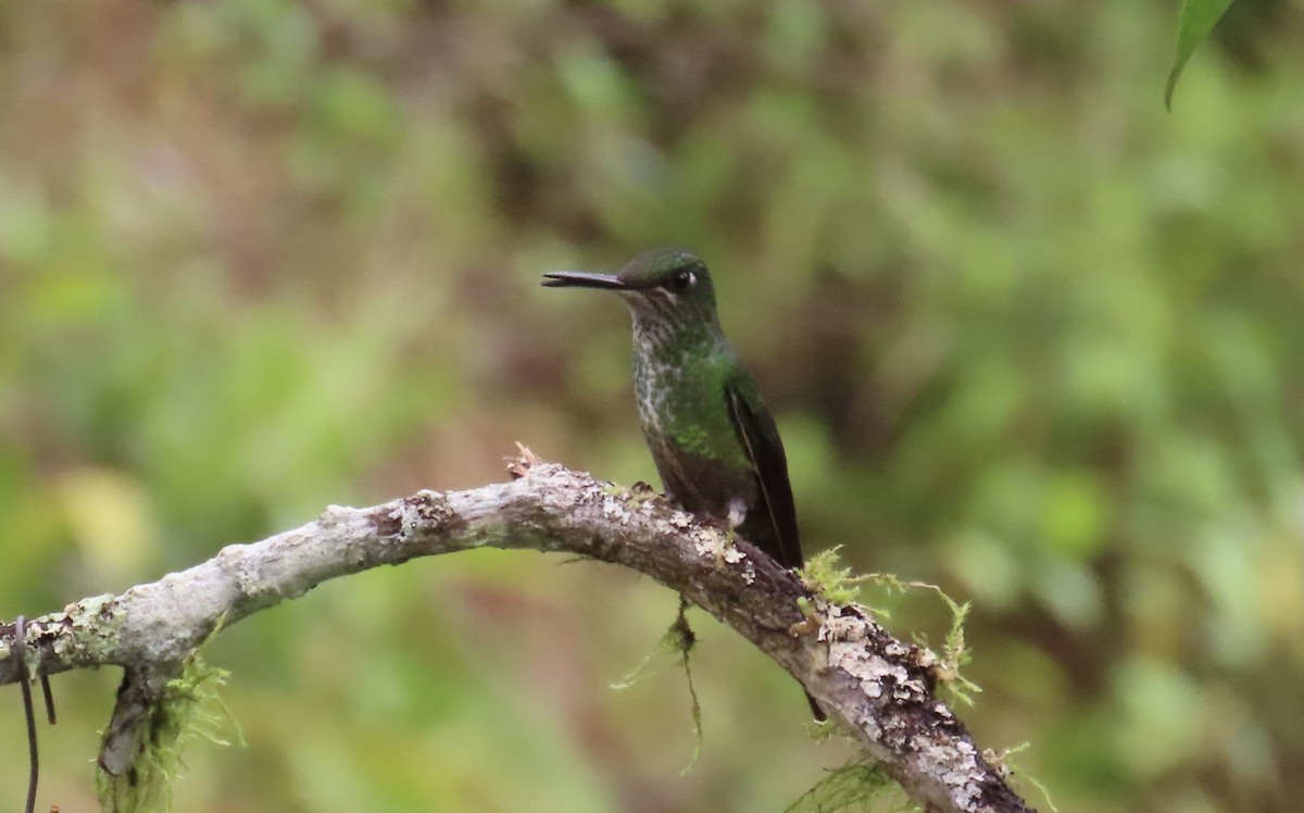 エンビテリハチドリ - ML646591973