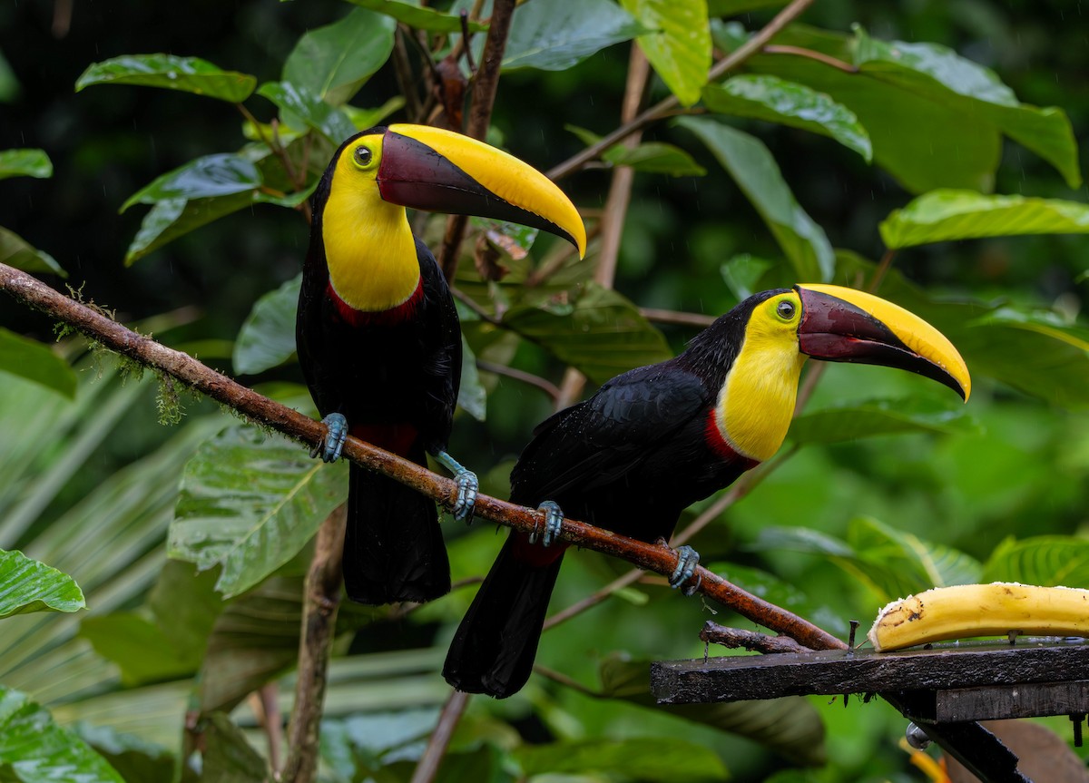 Yellow-throated Toucan - ML646591974