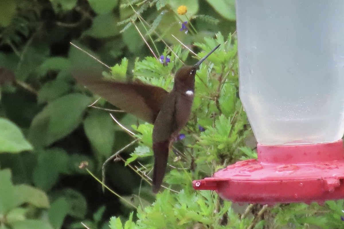 チャイロインカハチドリ - ML646591978