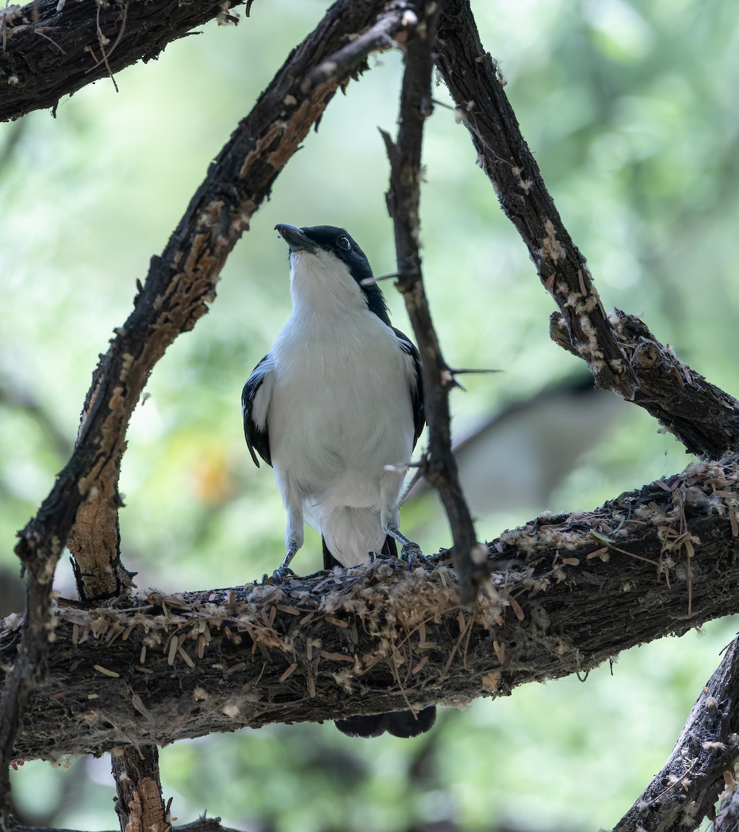 Gabon Boubou - ML646591979