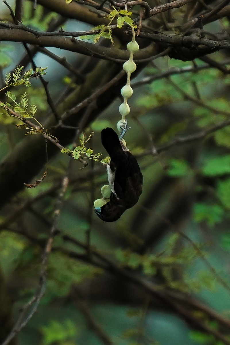 panenka bronzová - ML646591980