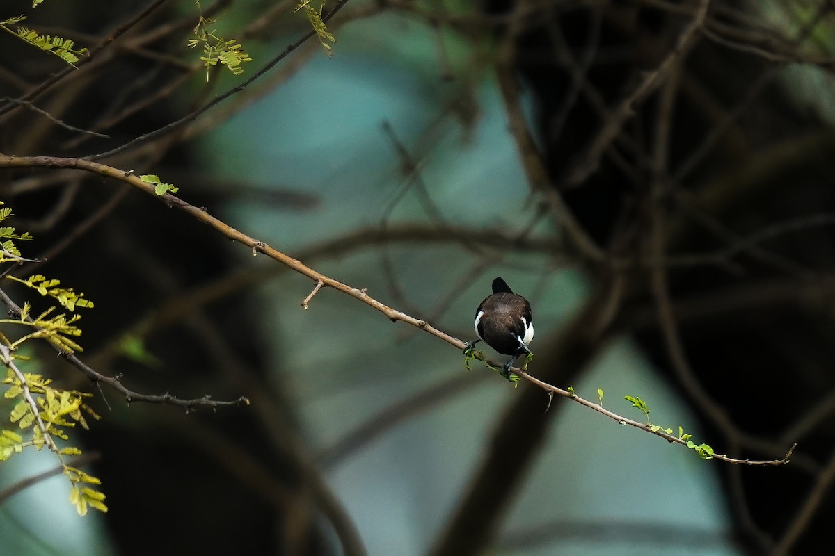 panenka bronzová - ML646591981