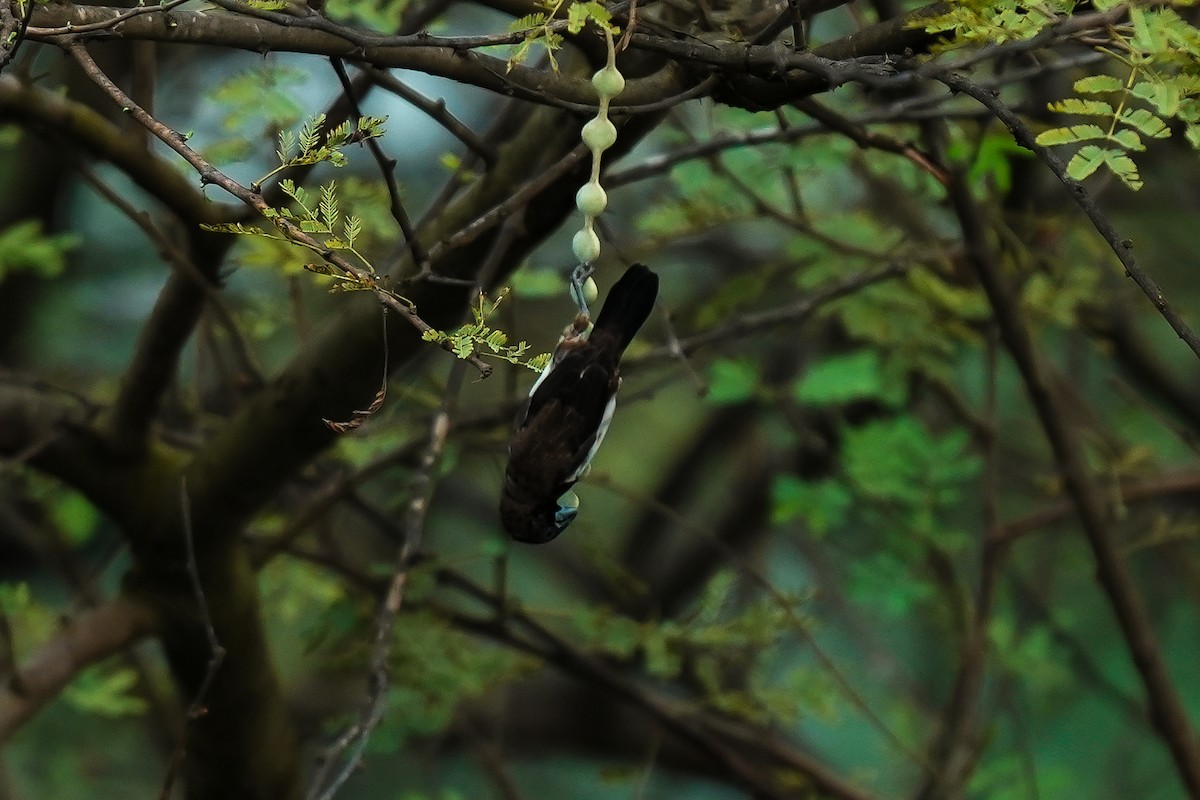 panenka bronzová - ML646591982