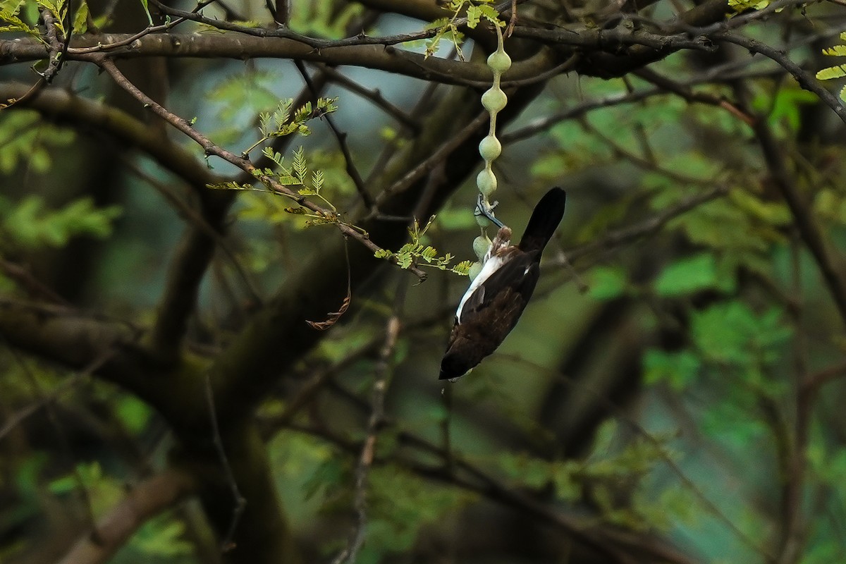 panenka bronzová - ML646591983