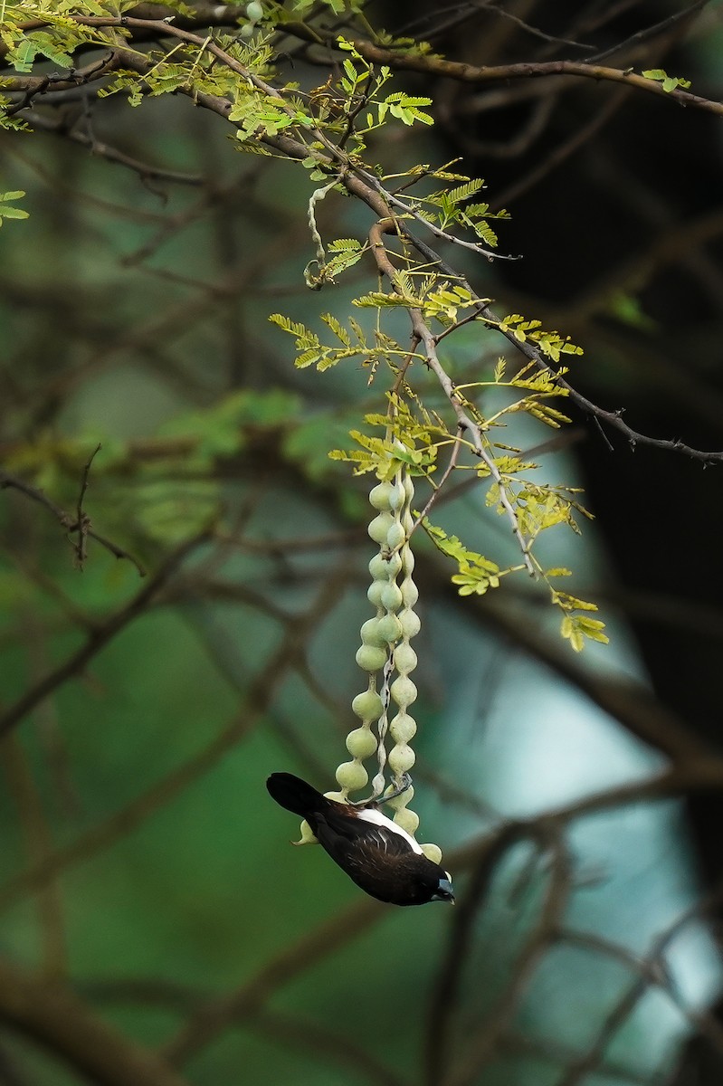 panenka bronzová - ML646591984