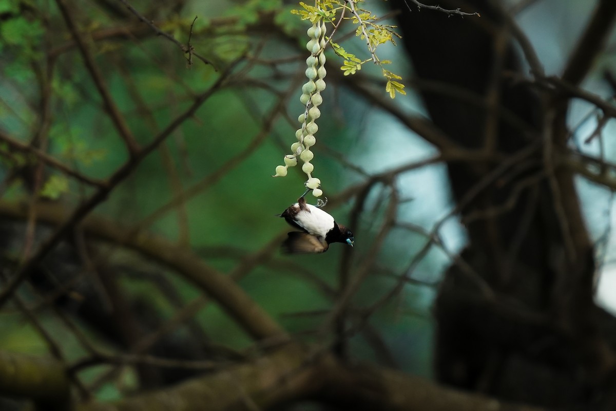 panenka bronzová - ML646591985