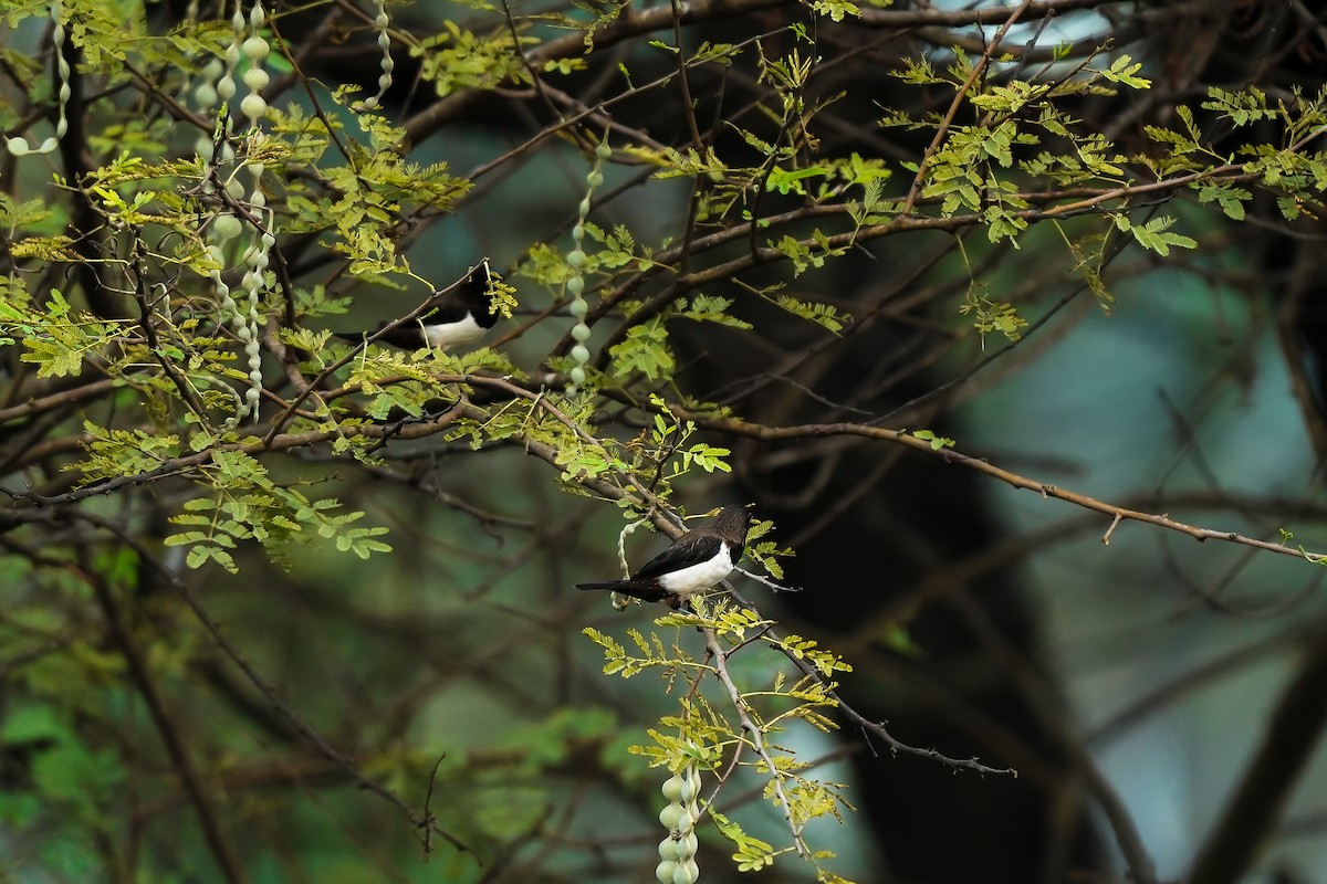 panenka bronzová - ML646591986