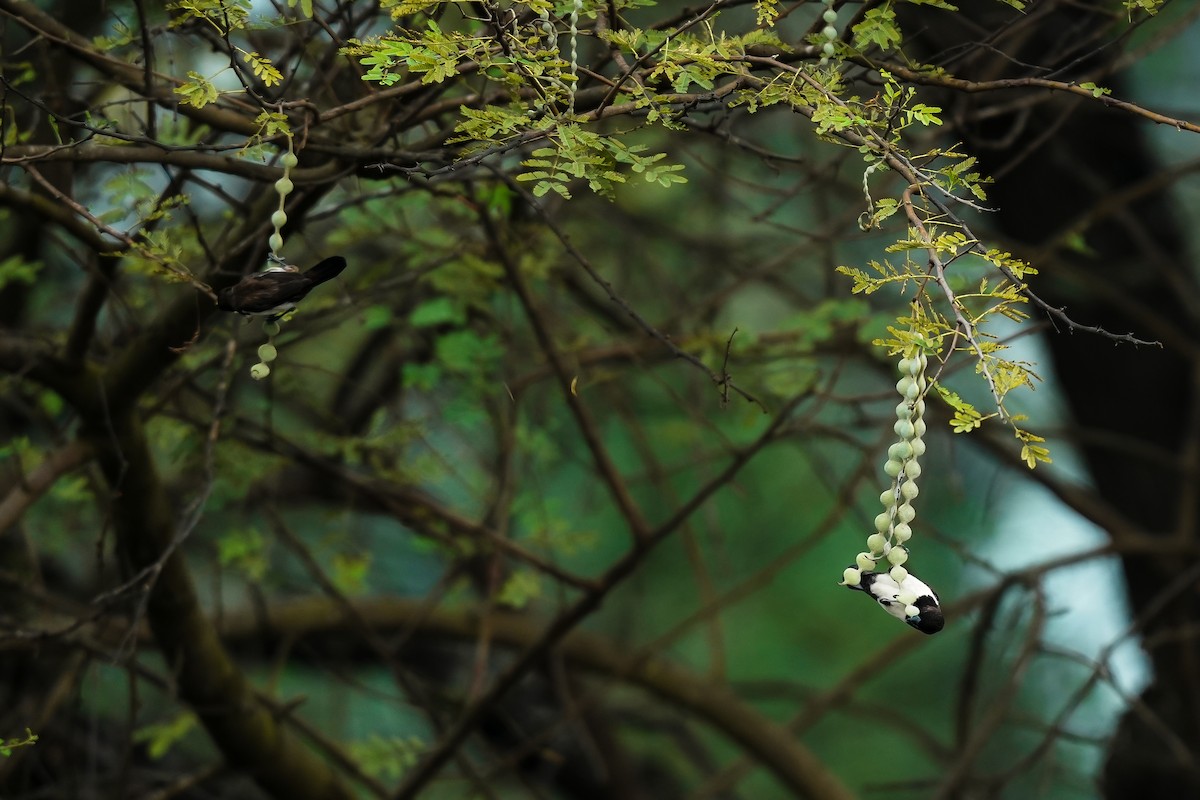 panenka bronzová - ML646591987