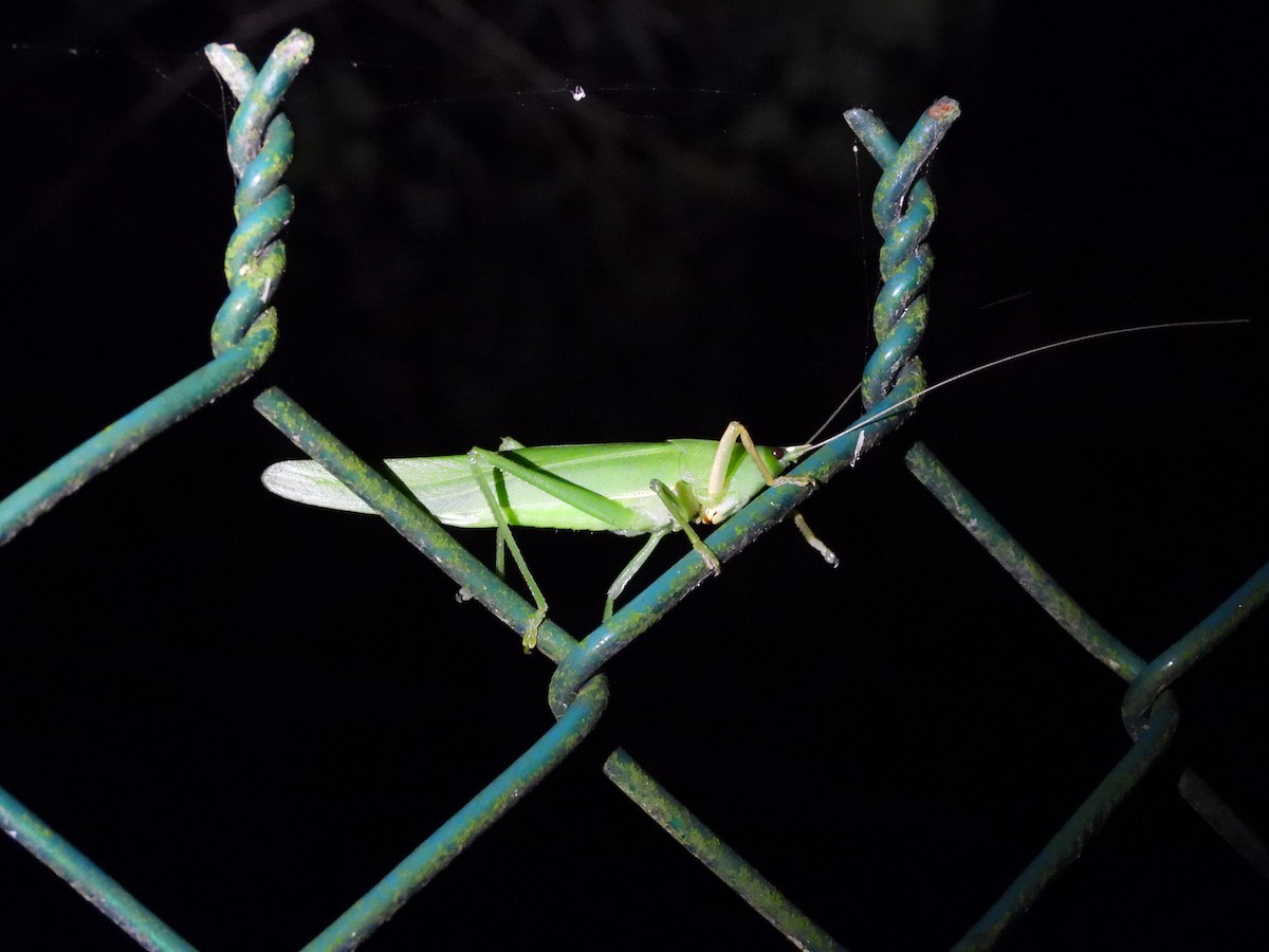 Animals - ML646591991