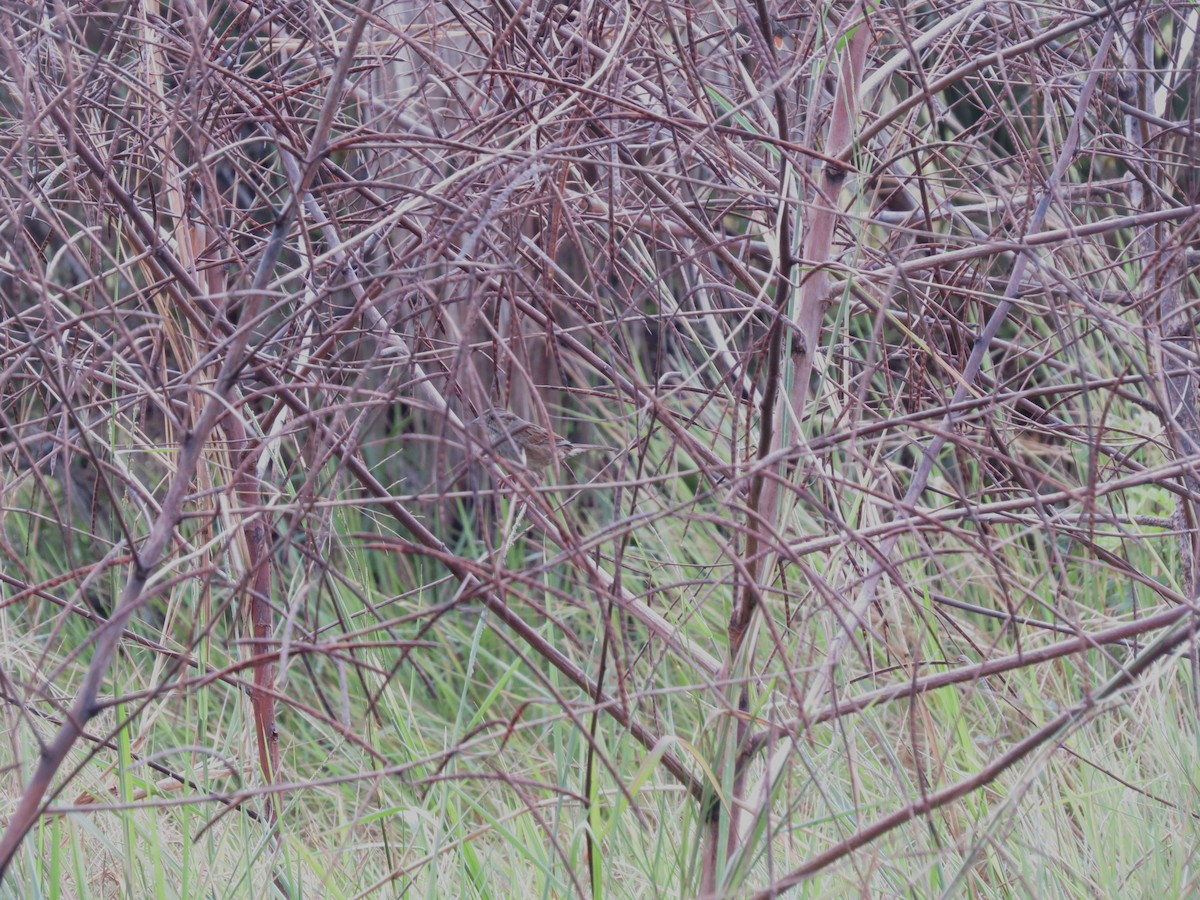 Bruant des marais - ML646591993