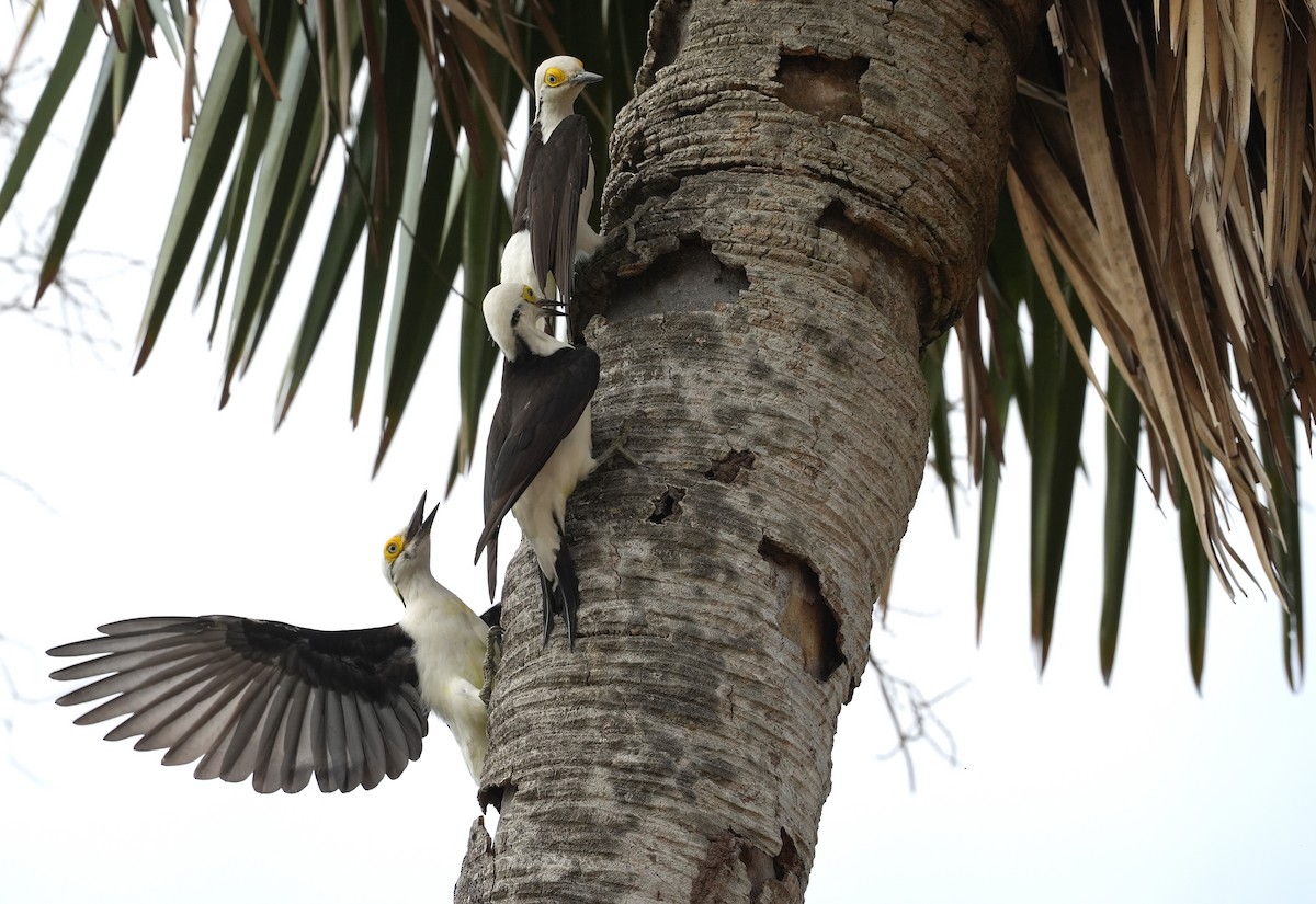 White Woodpecker - ML646591994