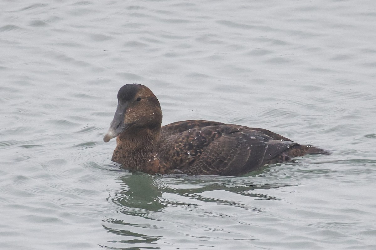 Common Eider - ML646591996