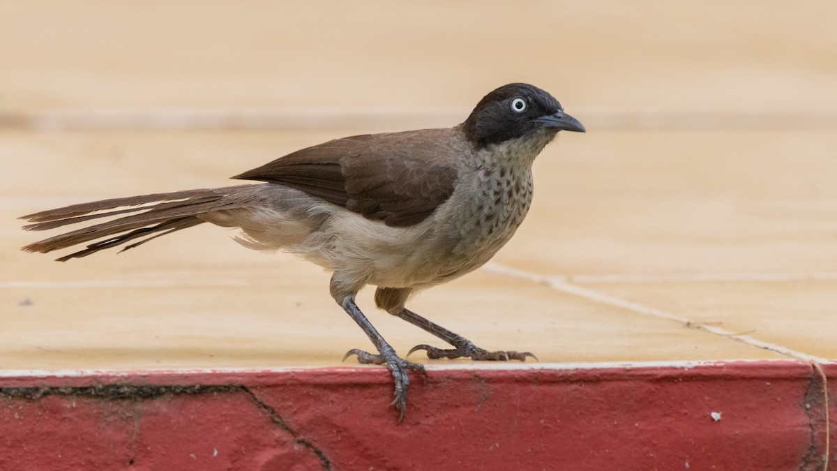 Blackcap Babbler - ML646591997