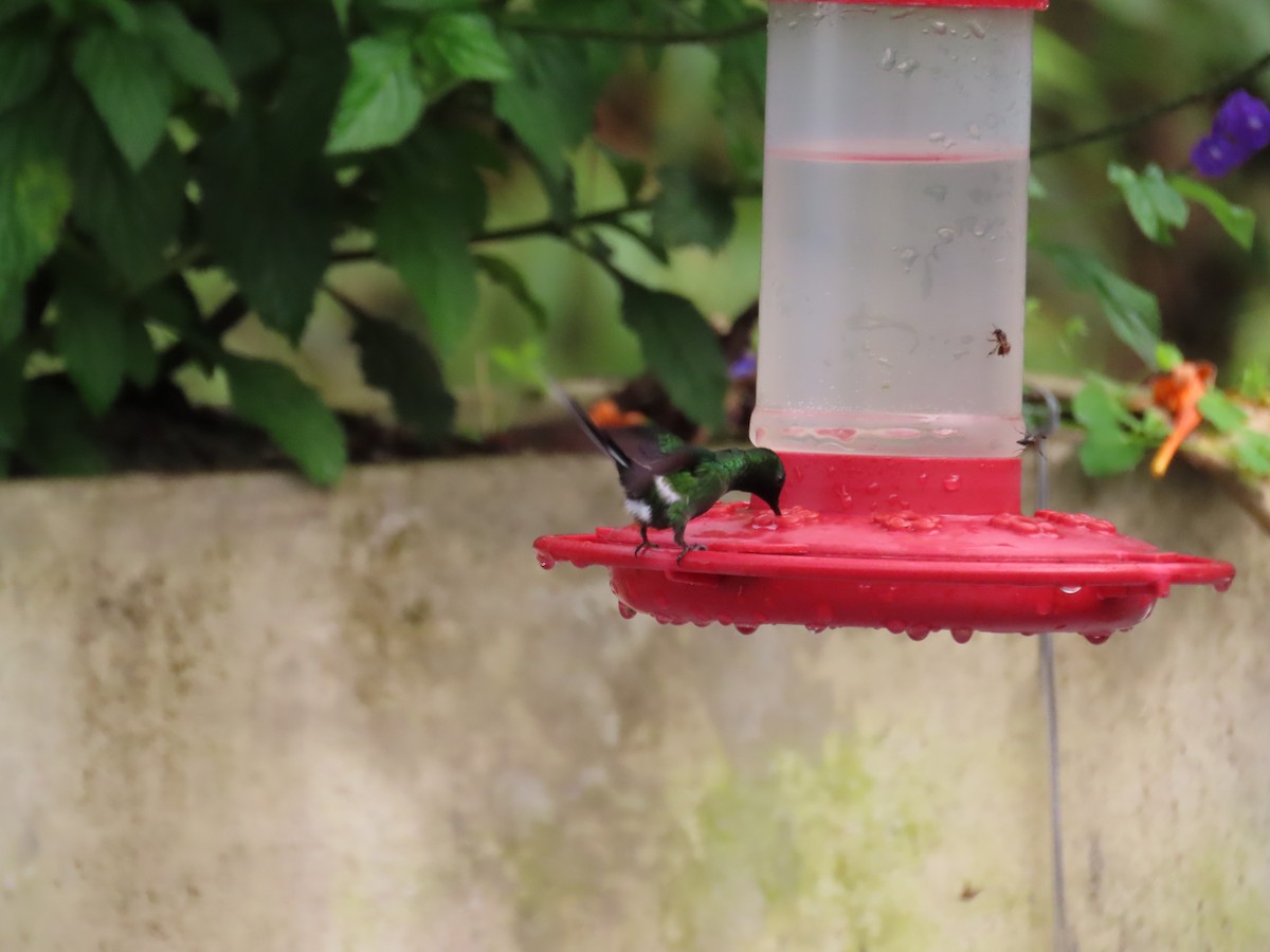 ミドリトゲオハチドリ - ML646592000