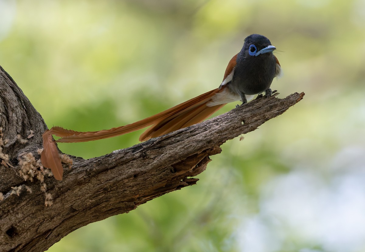 lejskovec africký - ML646592001