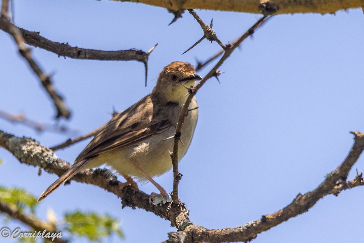 Rattling Cisticola - ML646592004