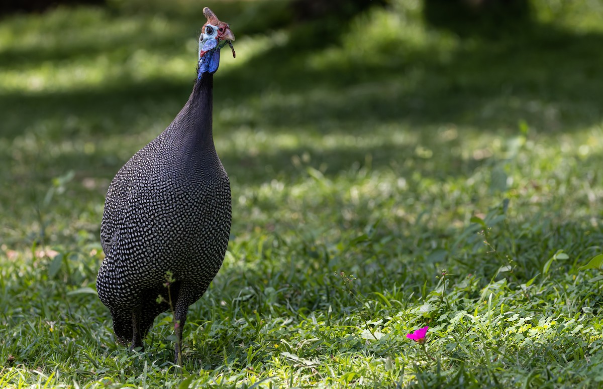 perlička kropenatá - ML646592008