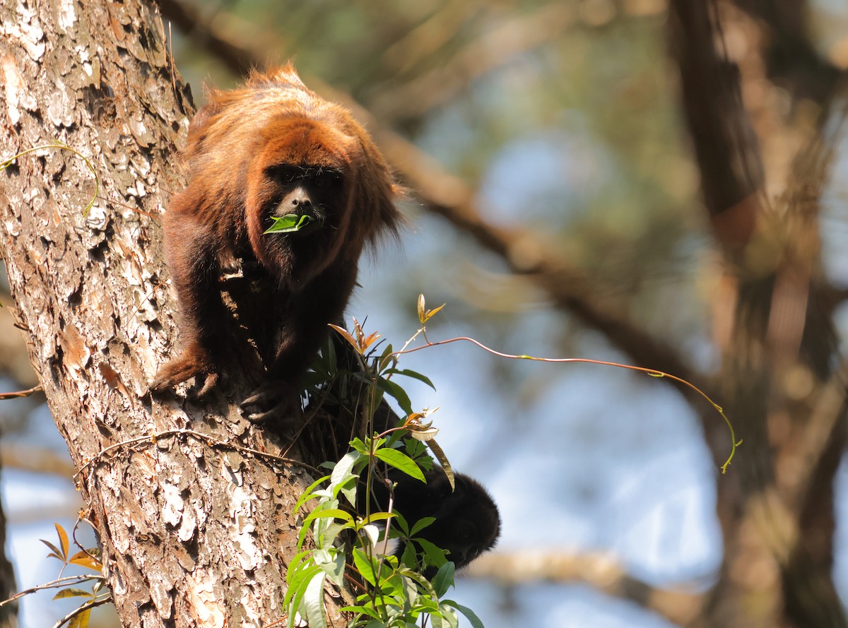 Brown Howler Monkey - ML646592009