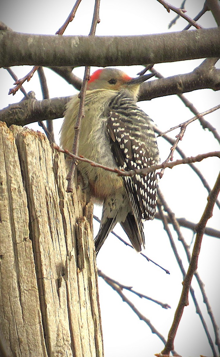 Red-bellied Woodpecker - ML646592012