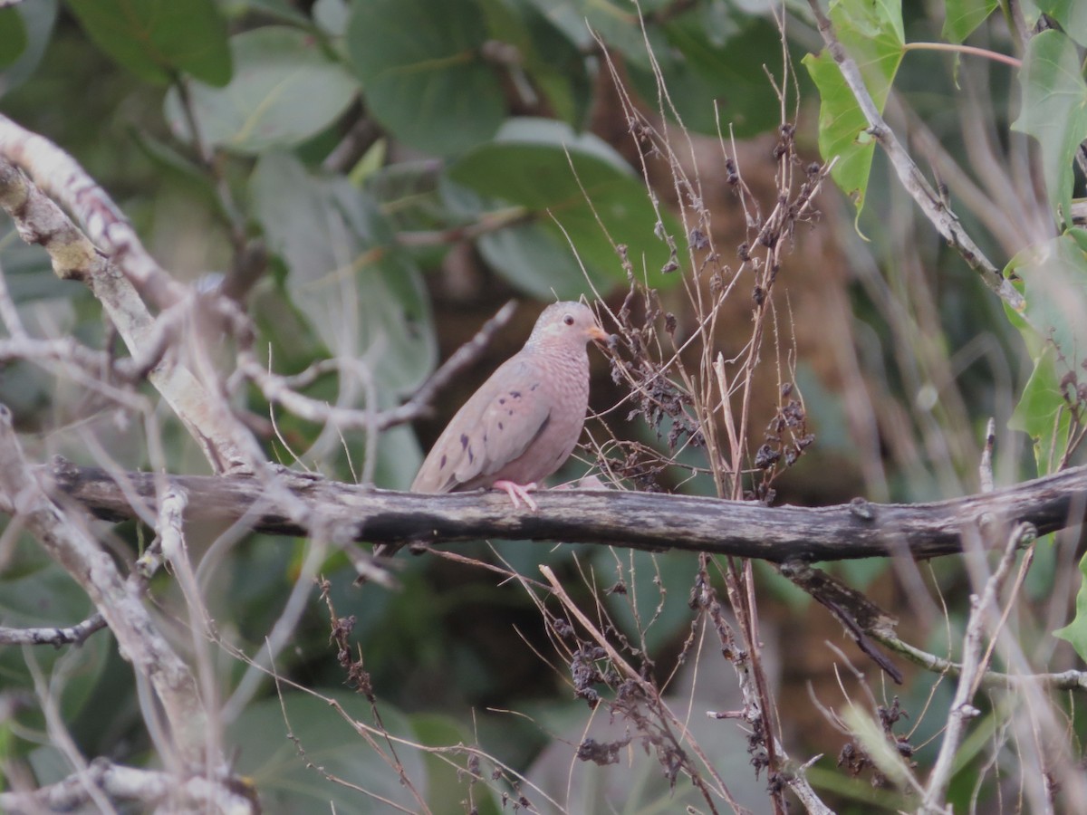 Common Ground Dove - ML646592013