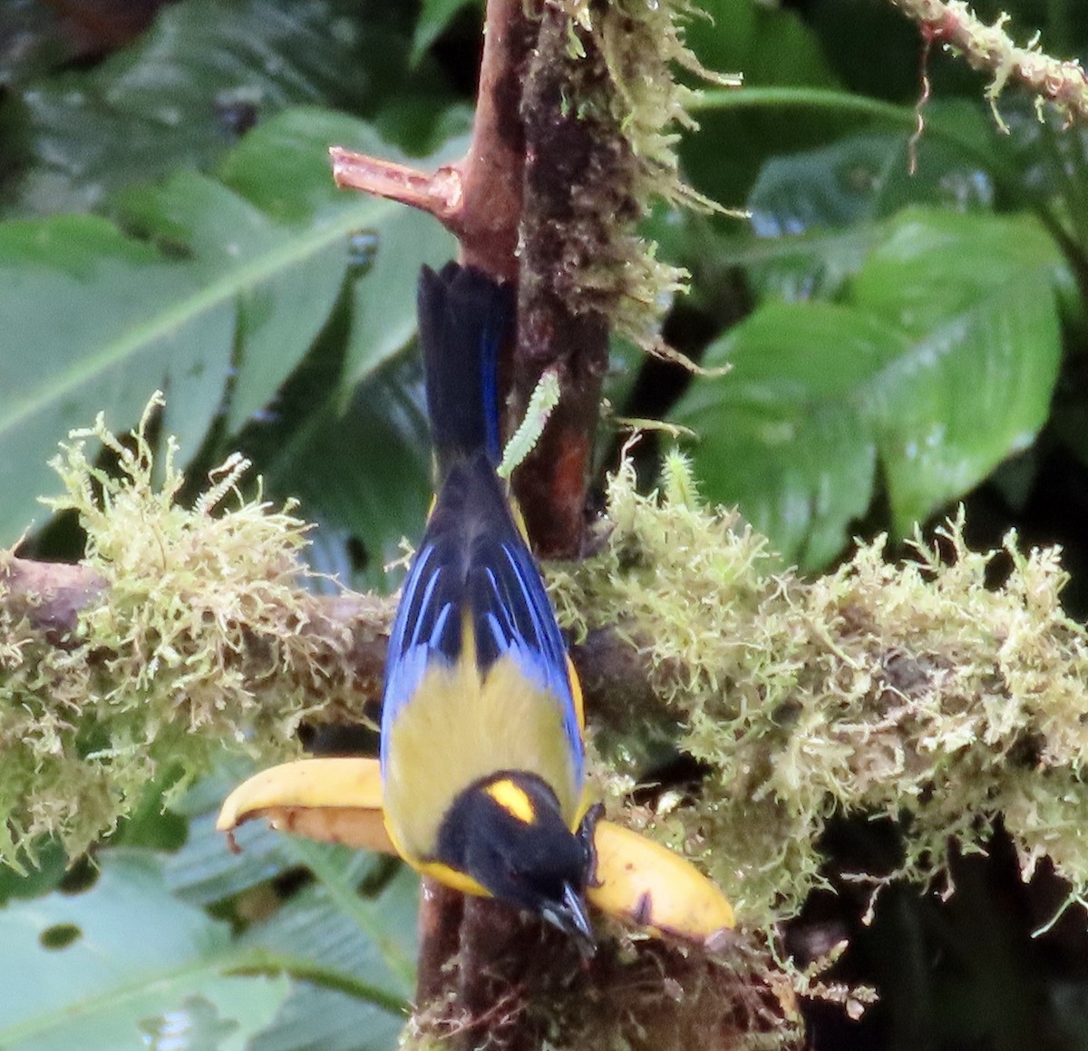 クロアゴヤマフウキンチョウ - ML646592017