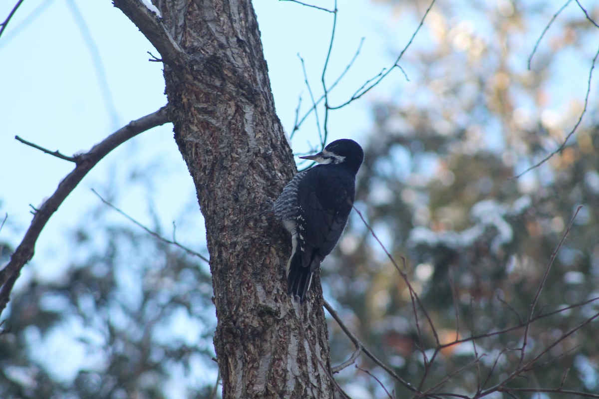 Black-backed Woodpecker - ML646592018