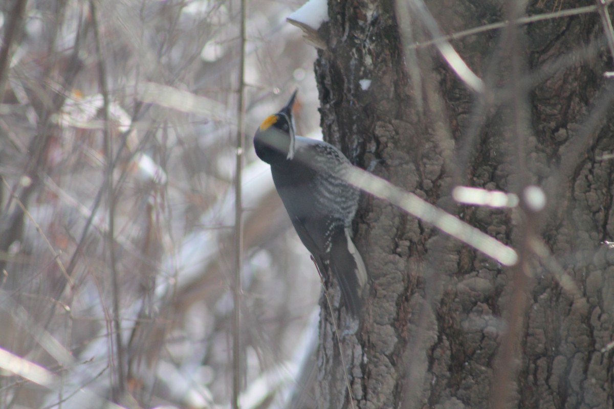 Black-backed Woodpecker - ML646592019