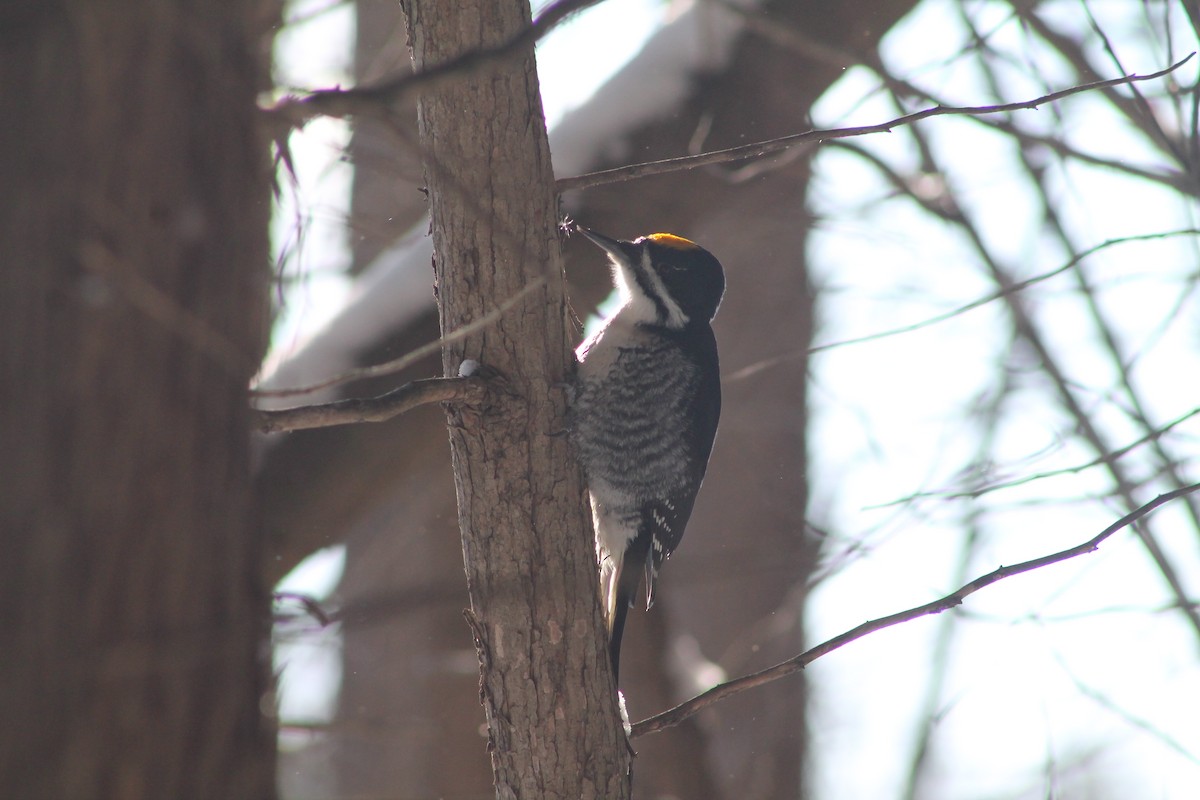 Black-backed Woodpecker - ML646592020