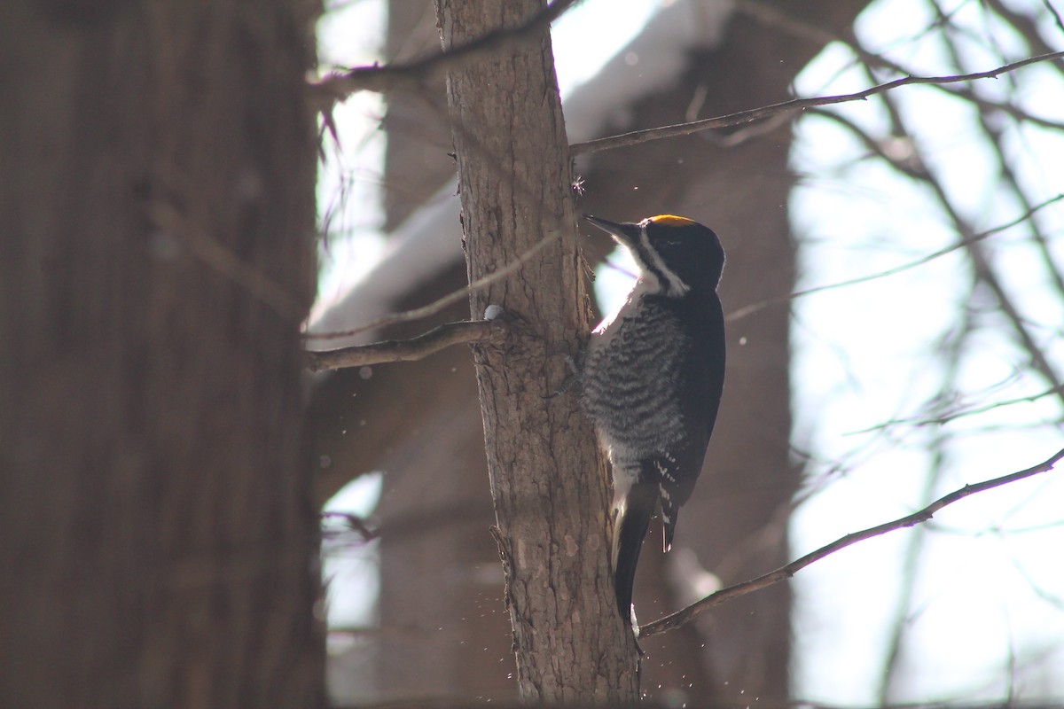 Black-backed Woodpecker - ML646592021