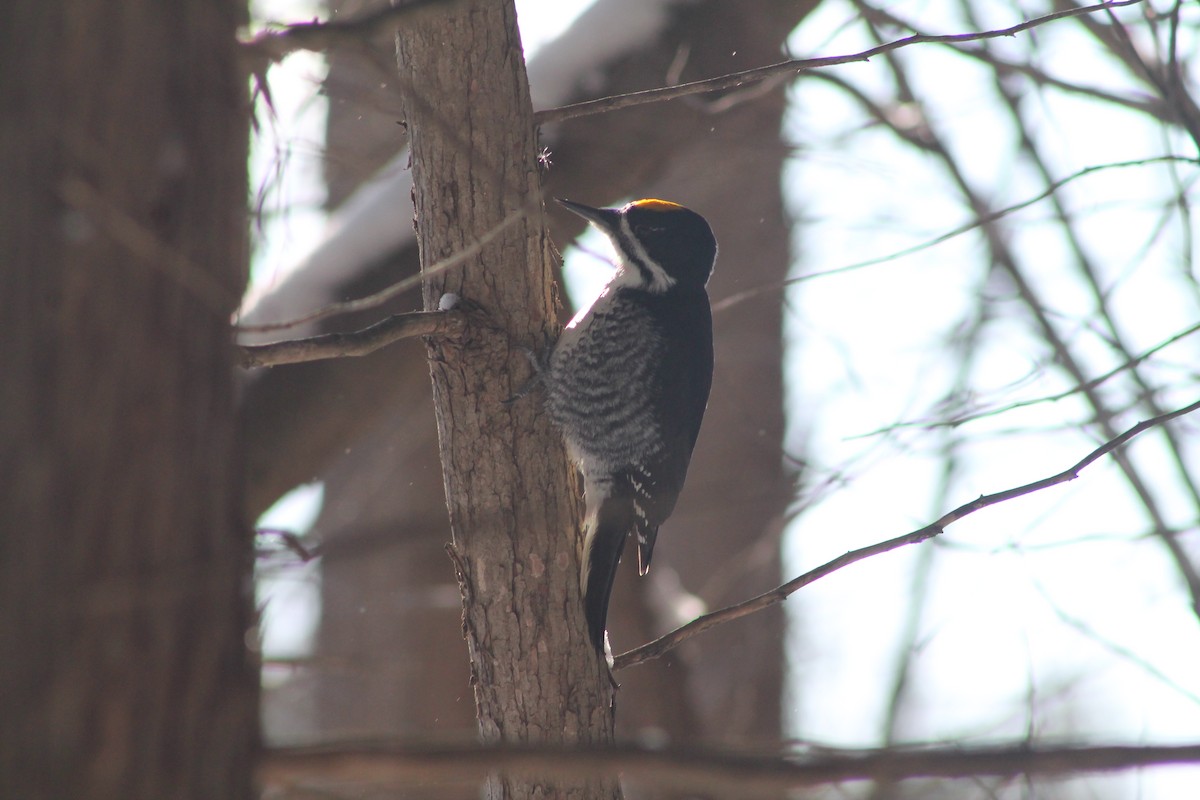 Black-backed Woodpecker - ML646592022