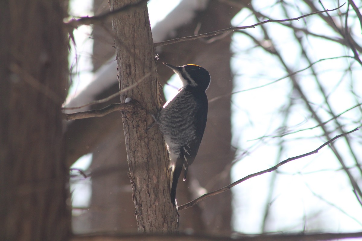Black-backed Woodpecker - ML646592023