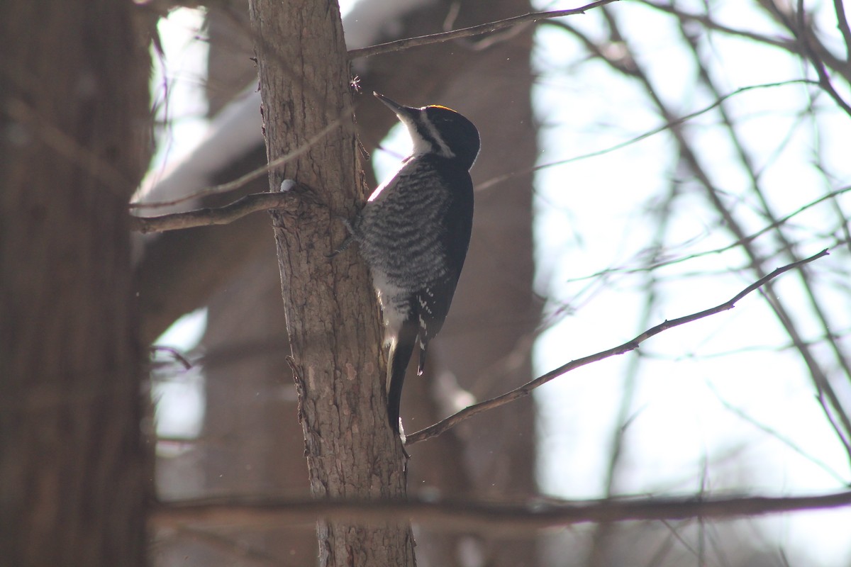 Black-backed Woodpecker - ML646592024