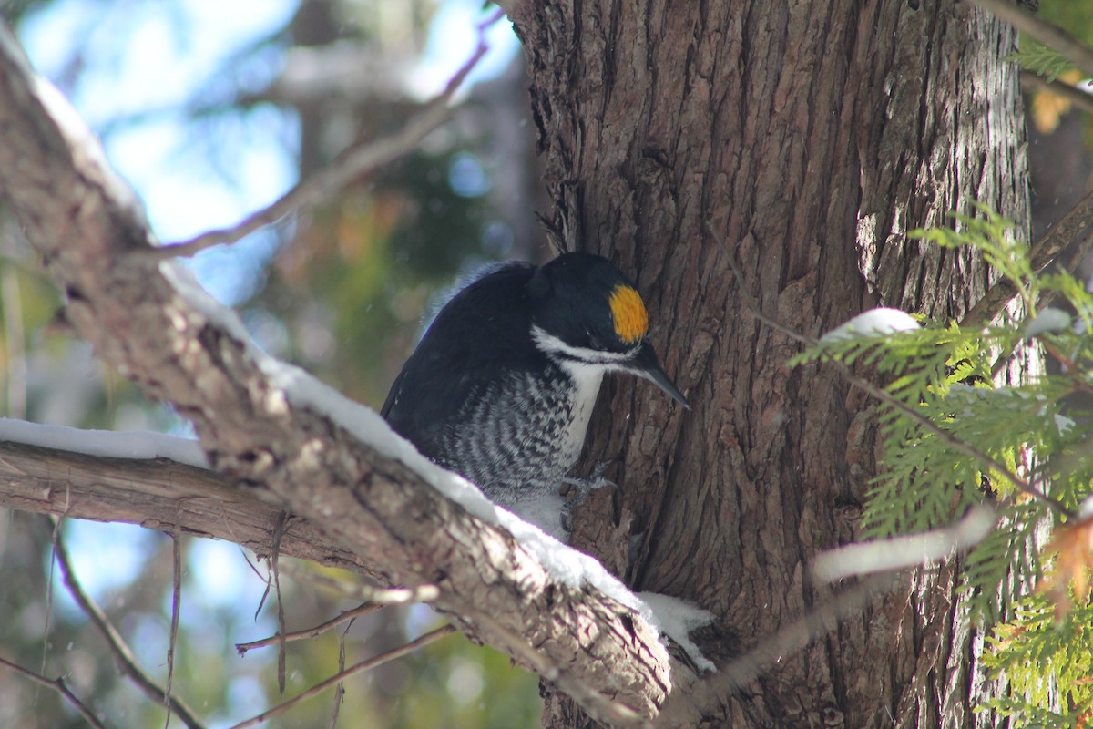Black-backed Woodpecker - ML646592027