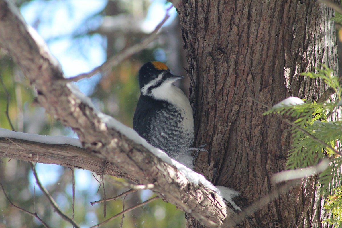 Black-backed Woodpecker - ML646592028