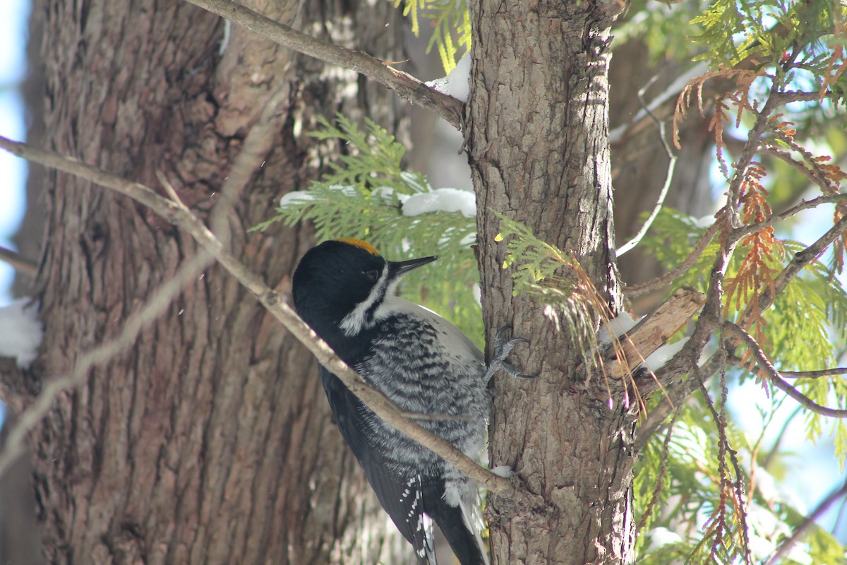 Black-backed Woodpecker - ML646592029