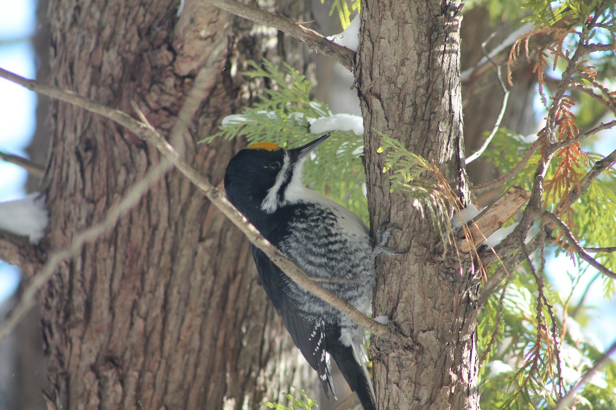 Black-backed Woodpecker - ML646592030