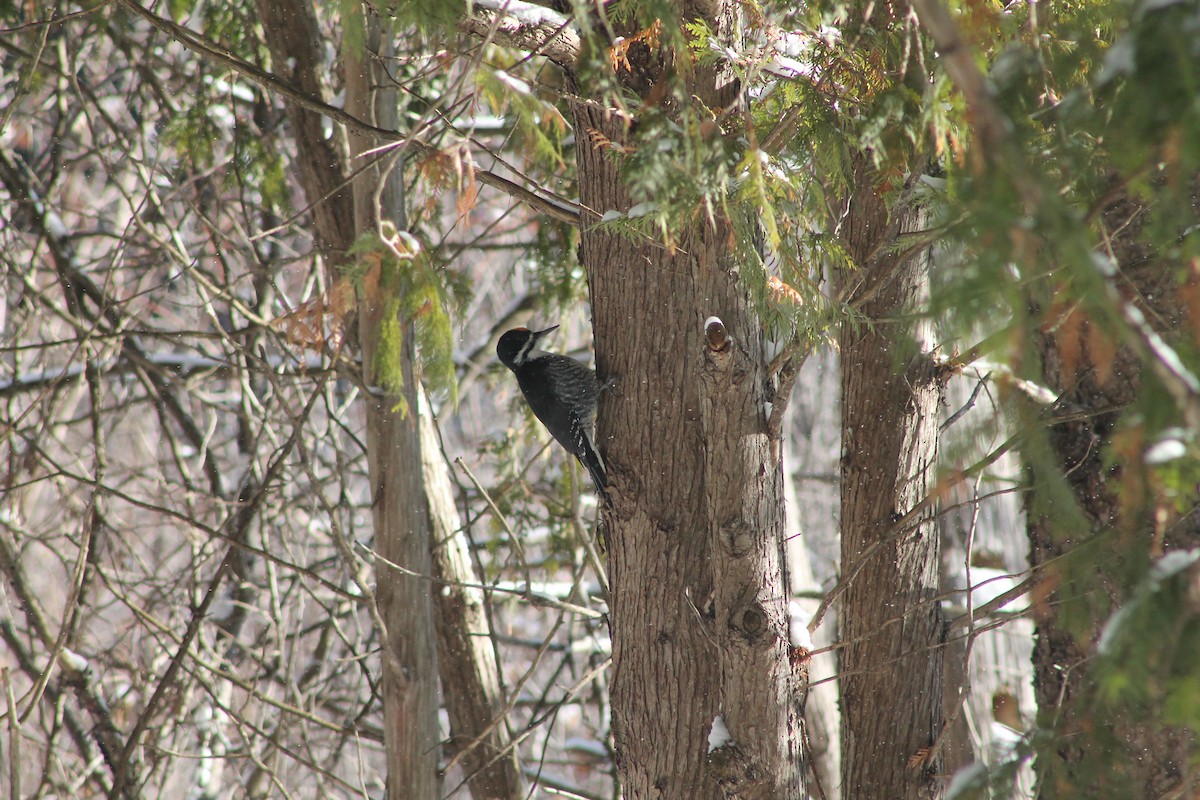Black-backed Woodpecker - ML646592031