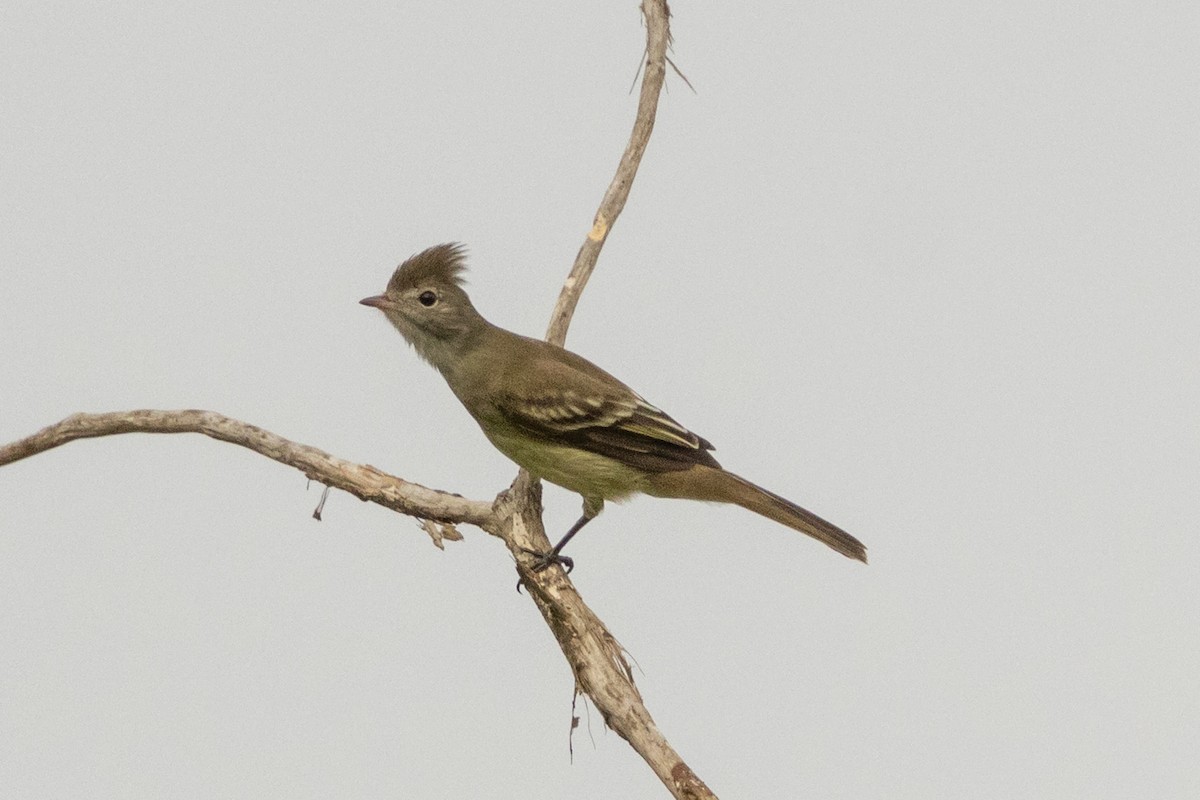Yellow-bellied Elaenia - ML646592033