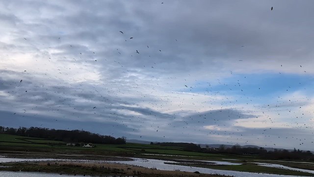 Northern Lapwing - ML646592034
