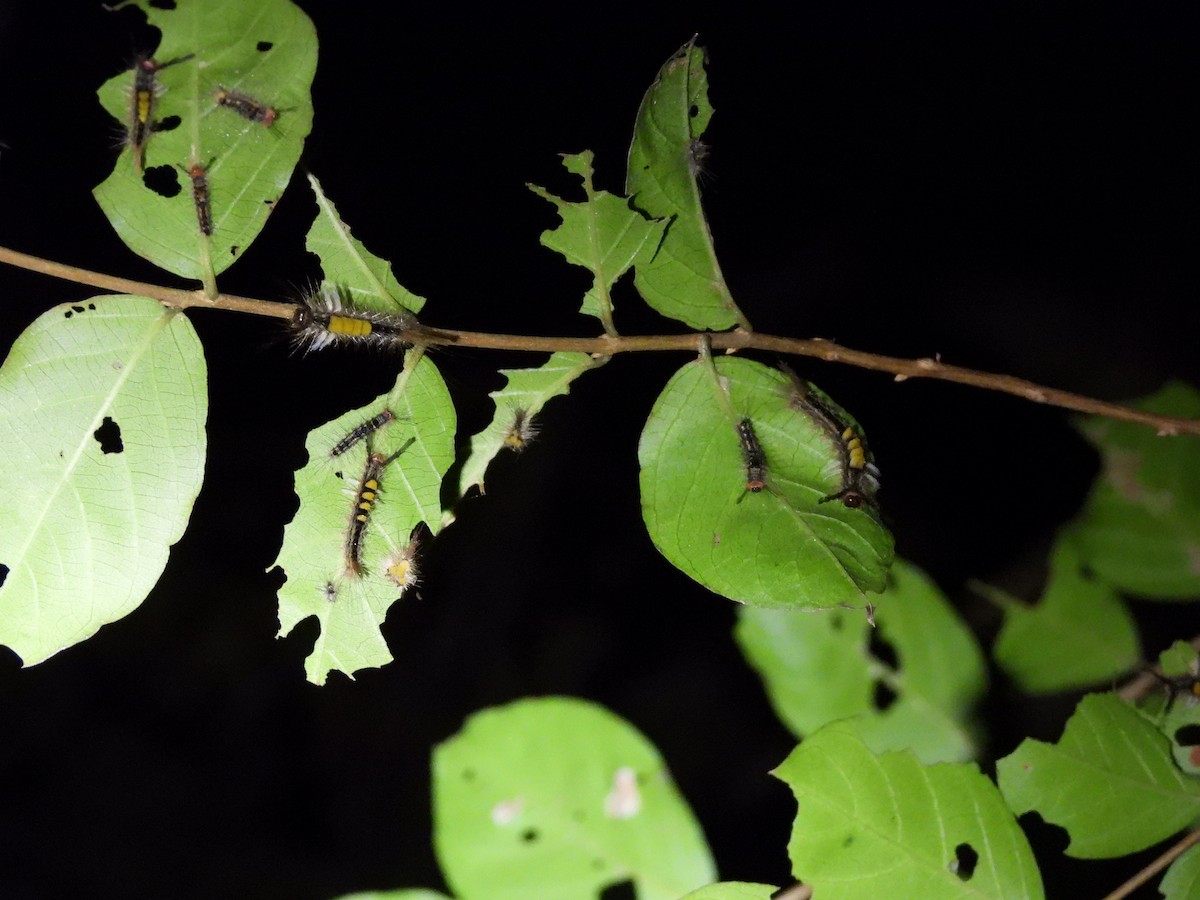 Animals - ML646592035