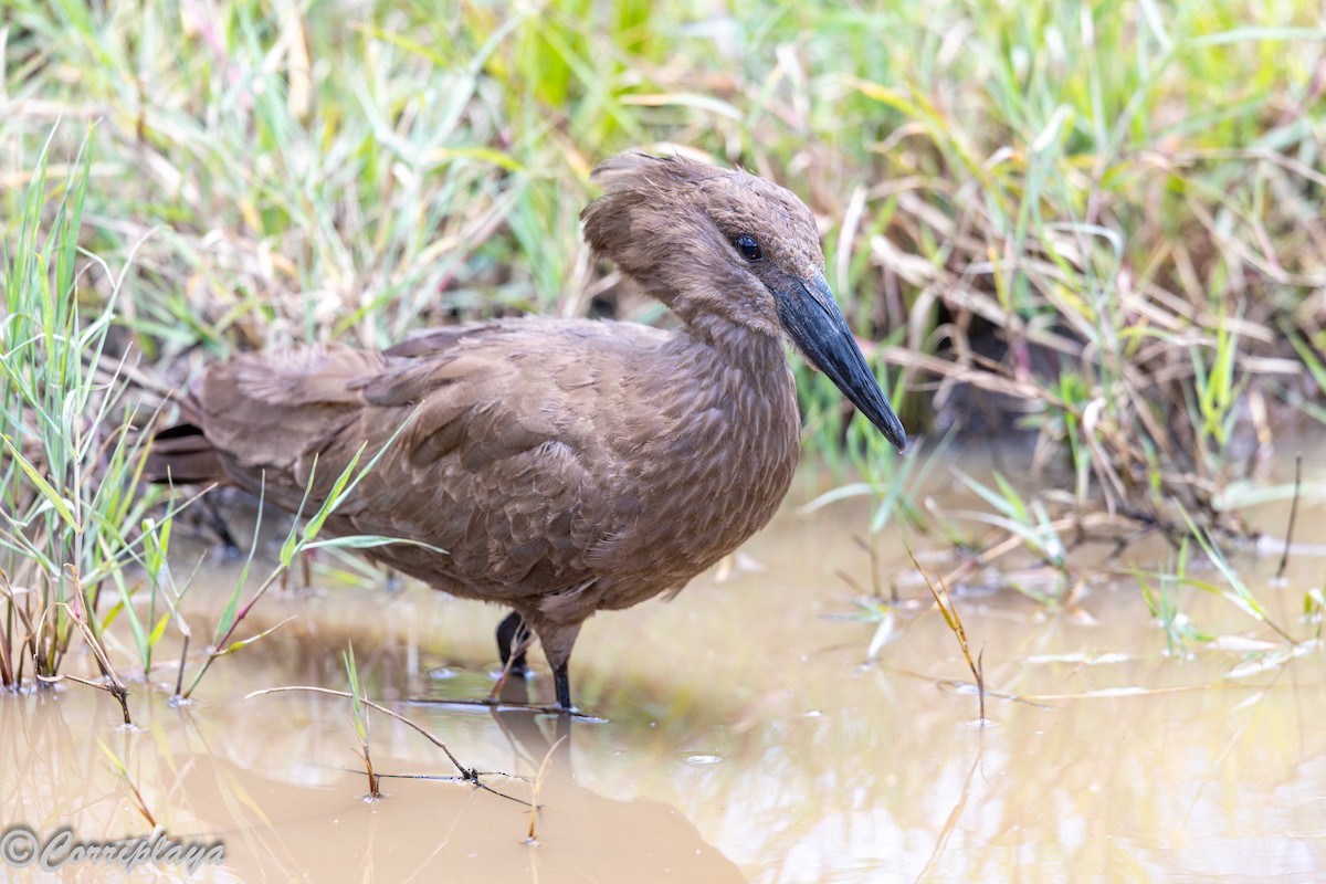 Hamerkop - ML646592036