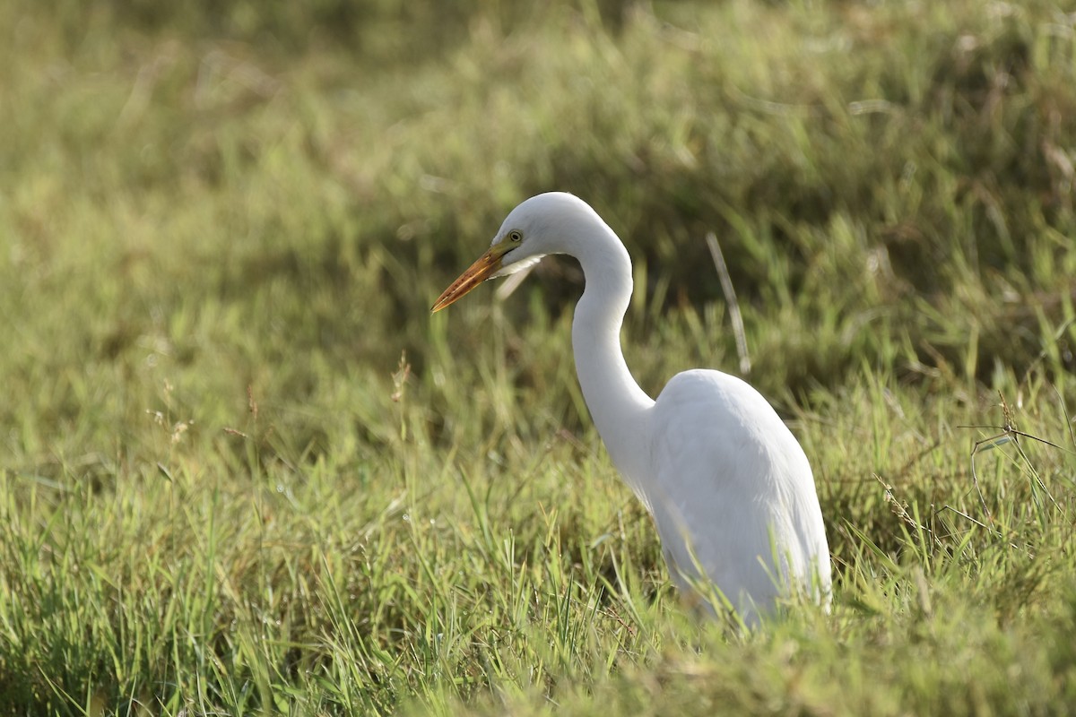 Yellow-billed Egret - ML646592037